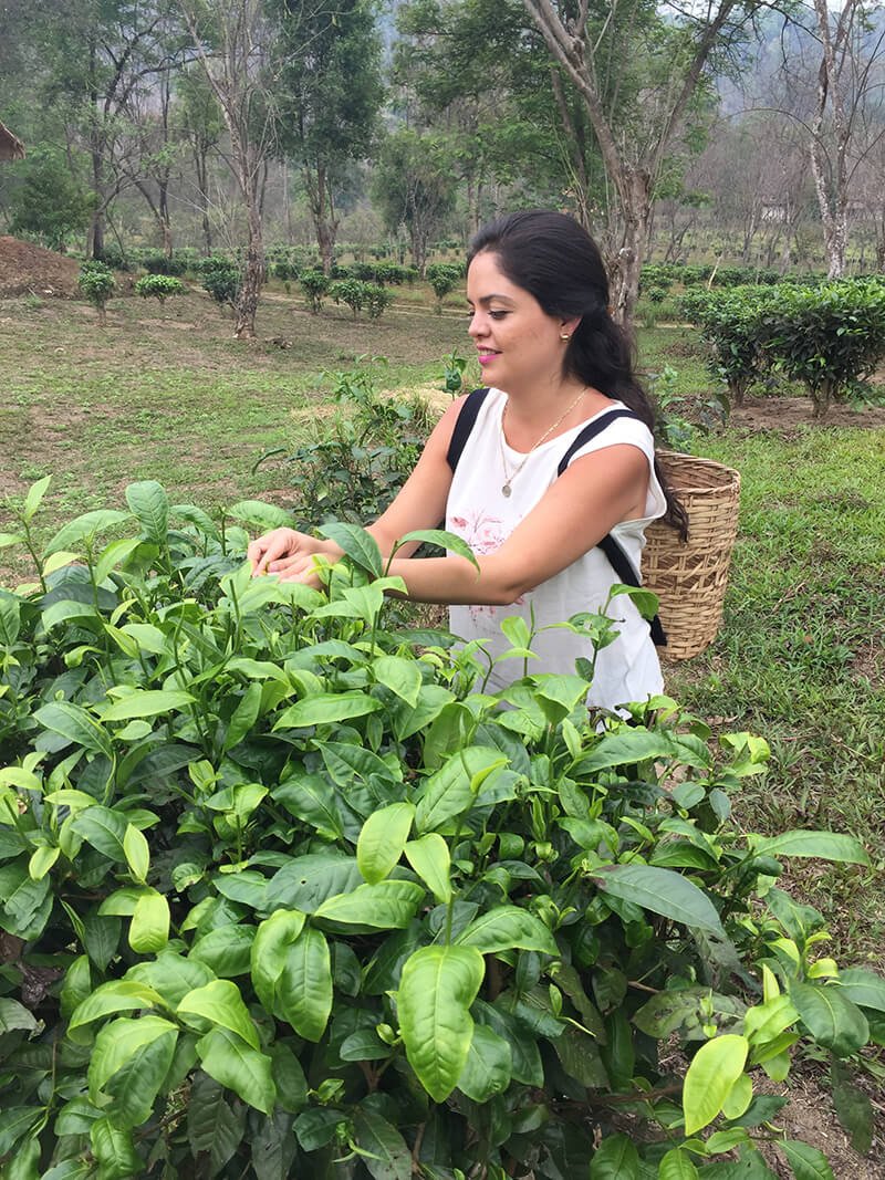 Amatea Tea Shop Nuestra Historia Jennifer King